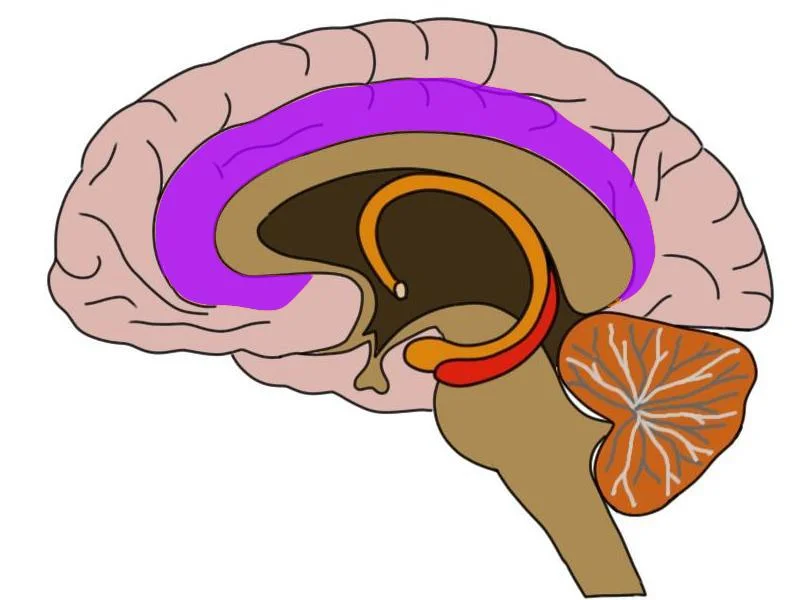 cingulate cortex (in purple)