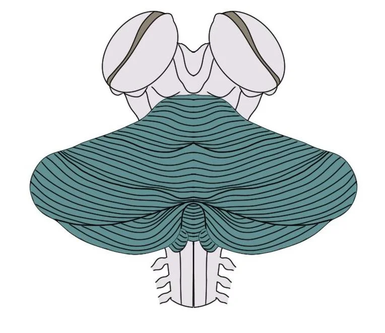 Cerebellum (in green)