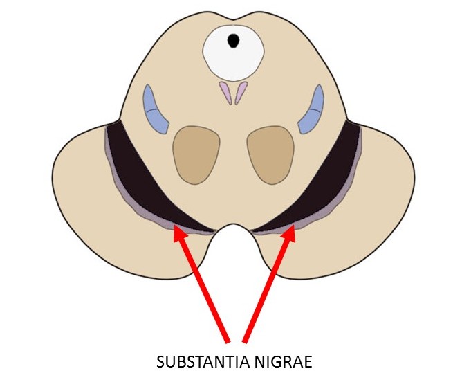 示出两个substantia nigrae脑干的横截面。