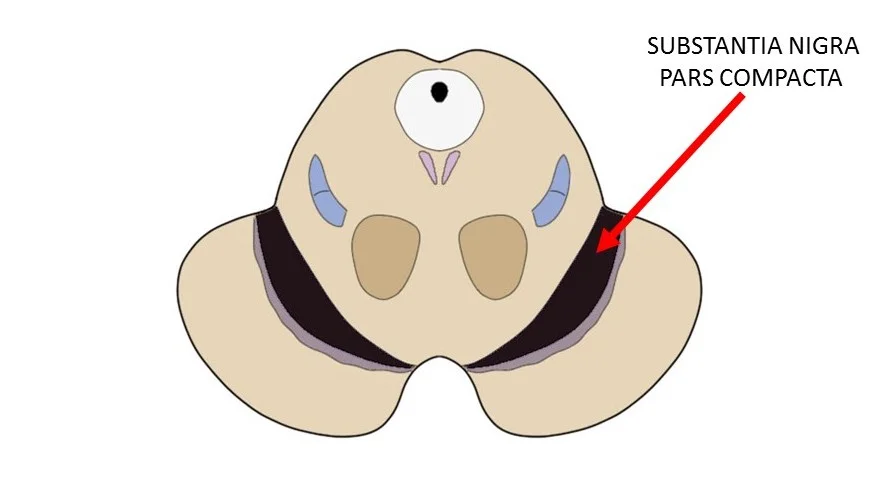 substantia nigra pars compacta