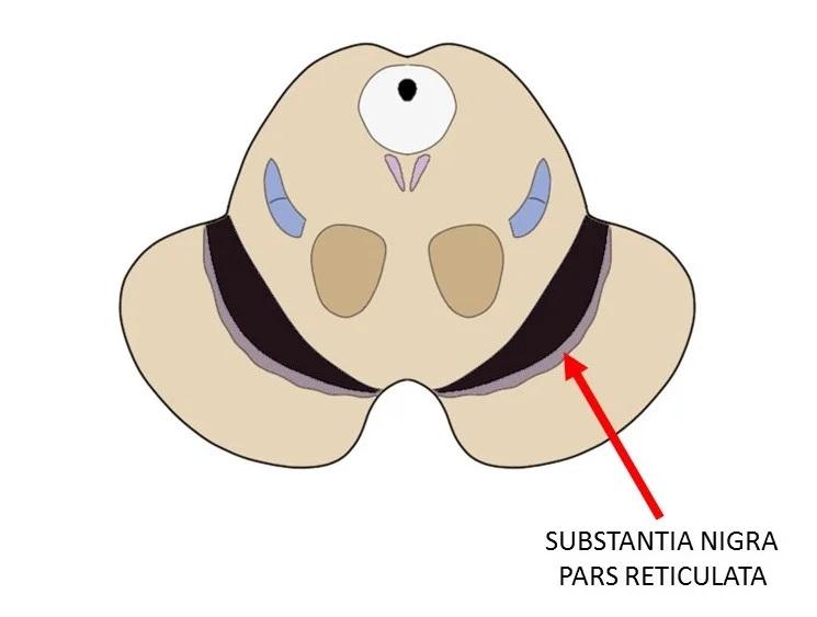substantia nigra pars reticulata.
