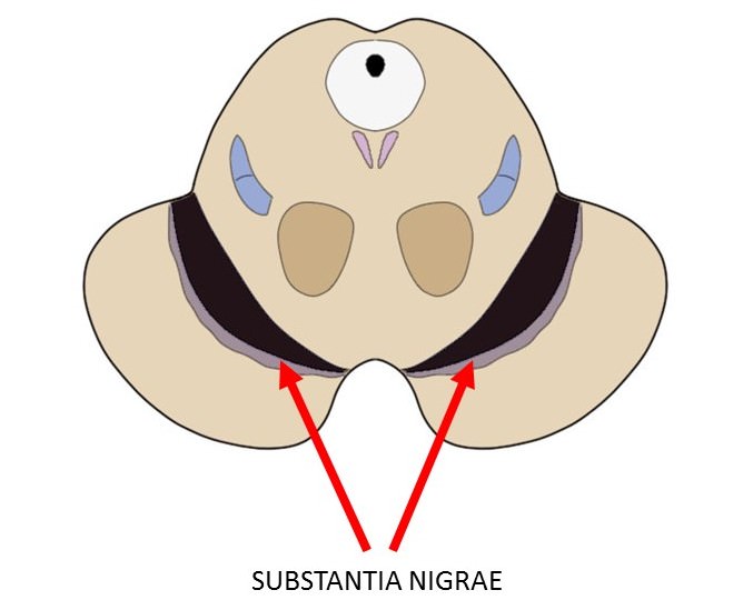 substantia-nigrae.jpg