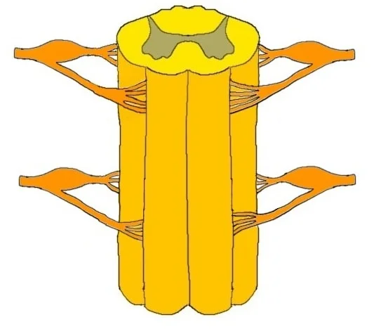 Close-up of spinal cord and dorsal and ventral roots.