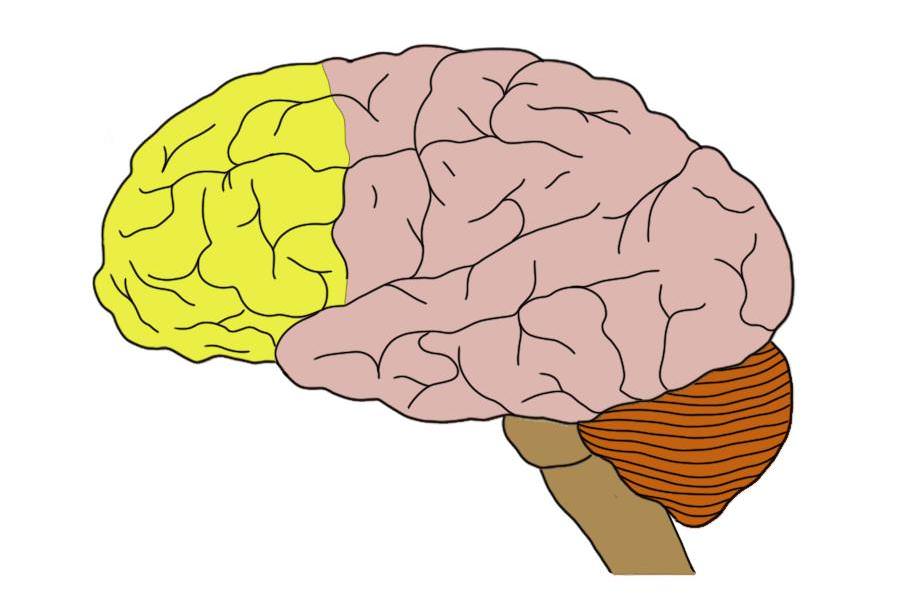Know your brain: Prefrontal cortex — Neuroscientifically ...