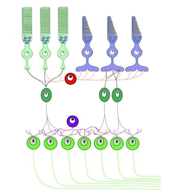the cell layers of the retina. photoreceptors (i.e. rods and cones) make up the layer closest to the top of the image.