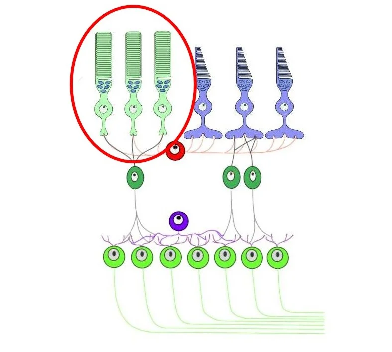 cell layers of the retina. the rods are circled in red.