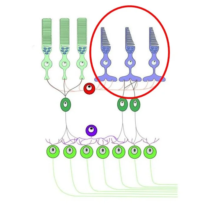 Cell layers of the retina. cones are circled in red.