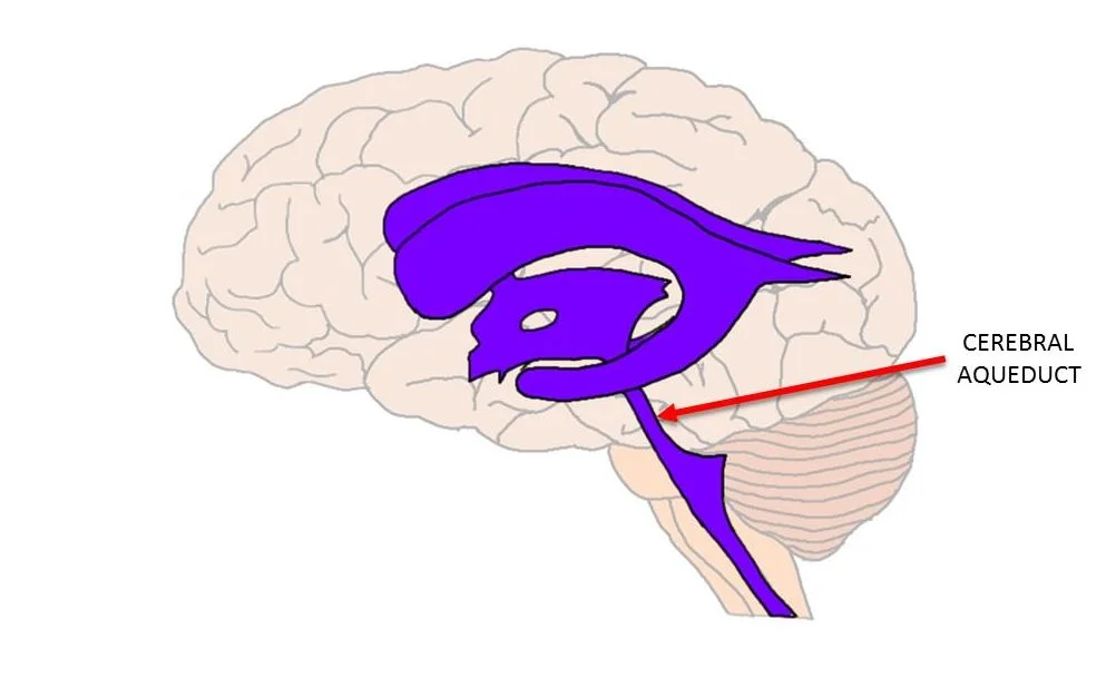 Cerebral aqueduct