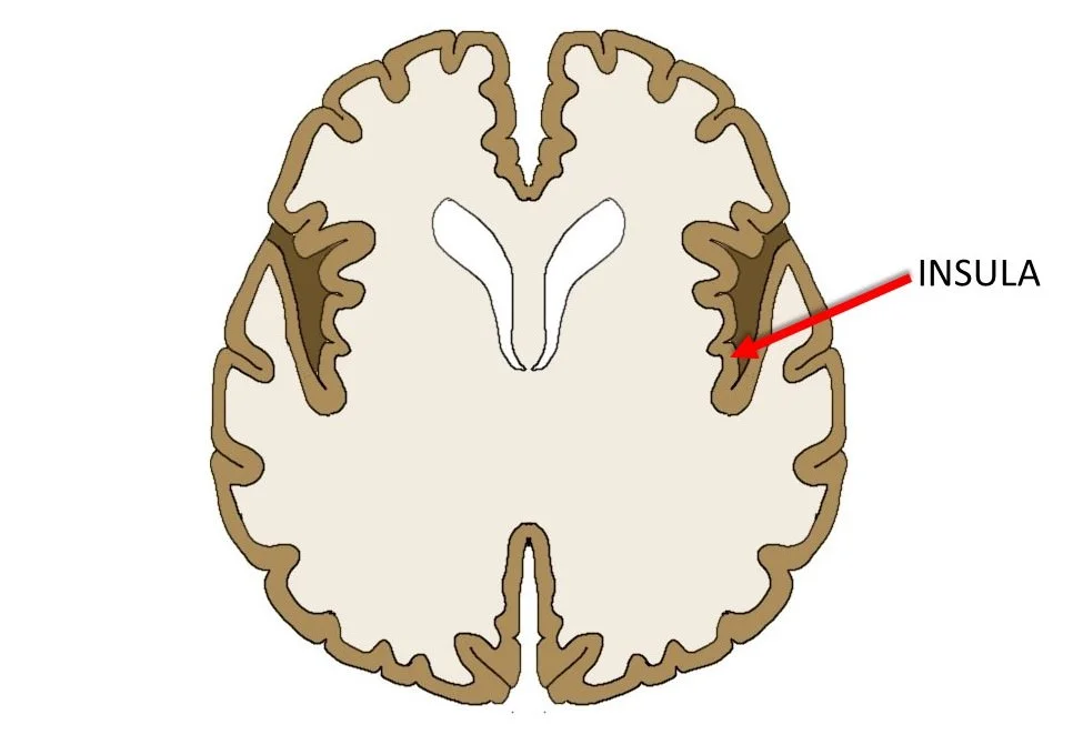 insula in horizontal brain slice.