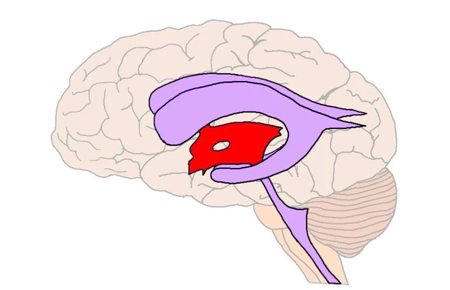 Third ventricle (in red).