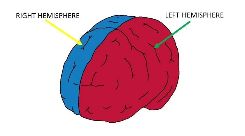 Cerebral hemispheres.