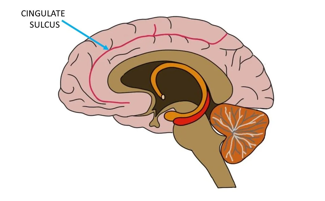 The cingulatte sulcus is represented by a red line.