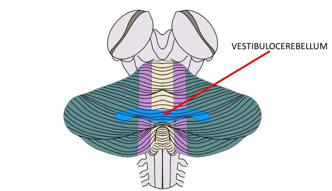 the vestibulocerebellum is the blue region above.