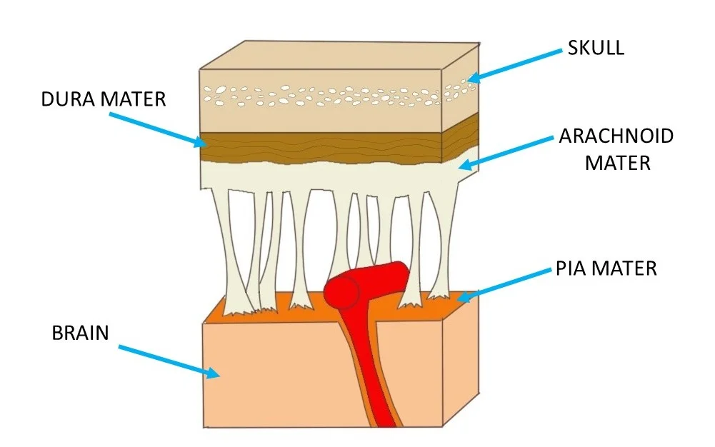A close-up view of the meninges.
