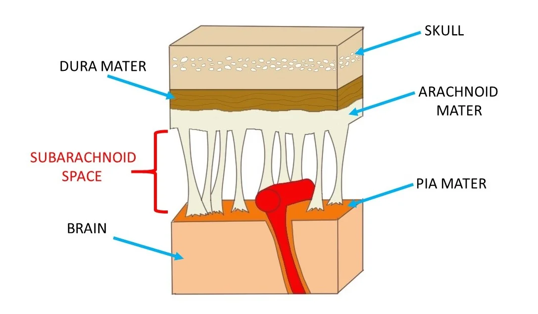 close-up view of the meninges showing the subarachnoid space.