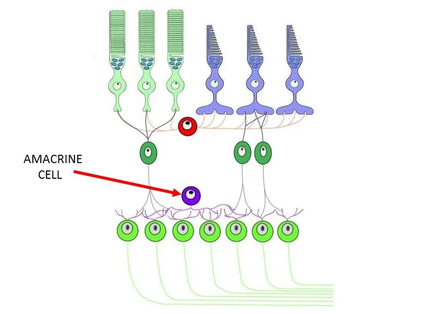 cell layers of the retina with an arrow designating an amacrine cell.