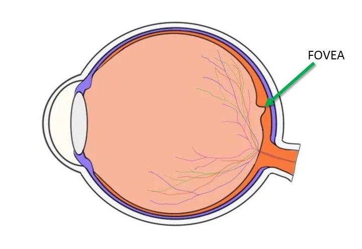 fovea.