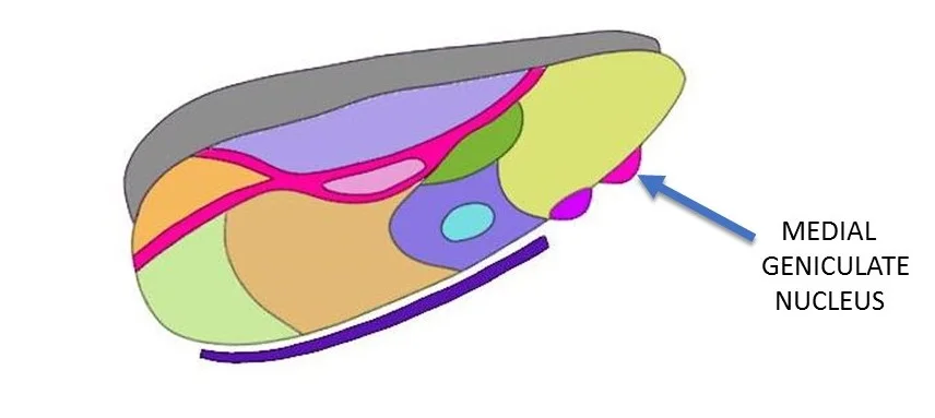 medial geniculate nucleus.