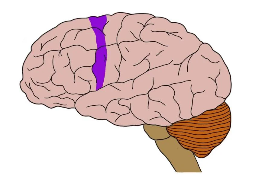 nonprimary motor cortex (in purple).