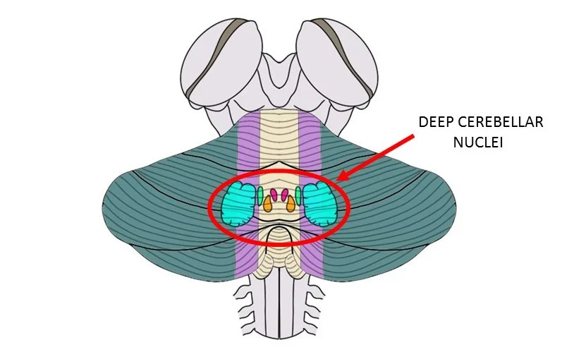 deep cerebellar nuclei.