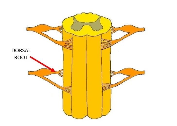 Spinal cord with arrow indicating a dorsal root.