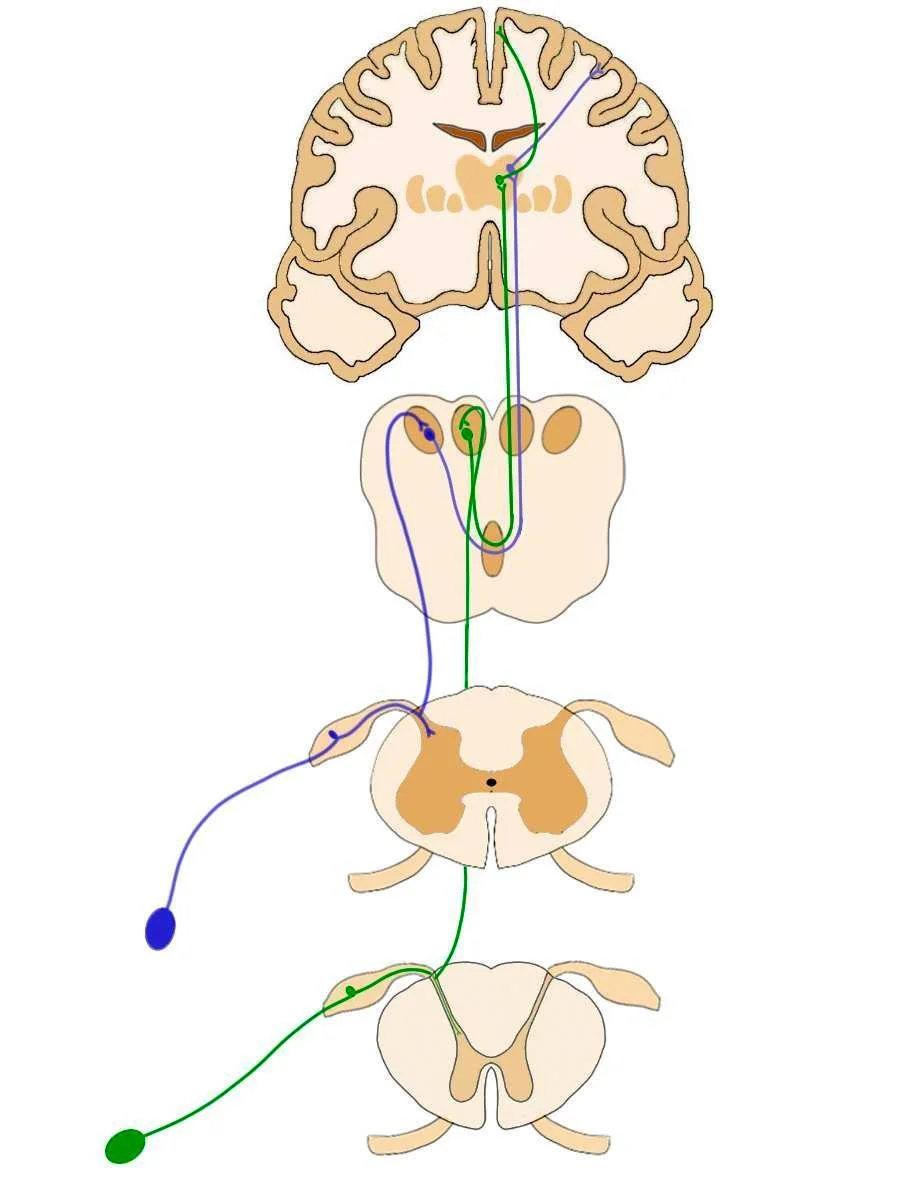 The colored lines indicate the path of nerves in the dorsal columns-medial lemniscus pathway.