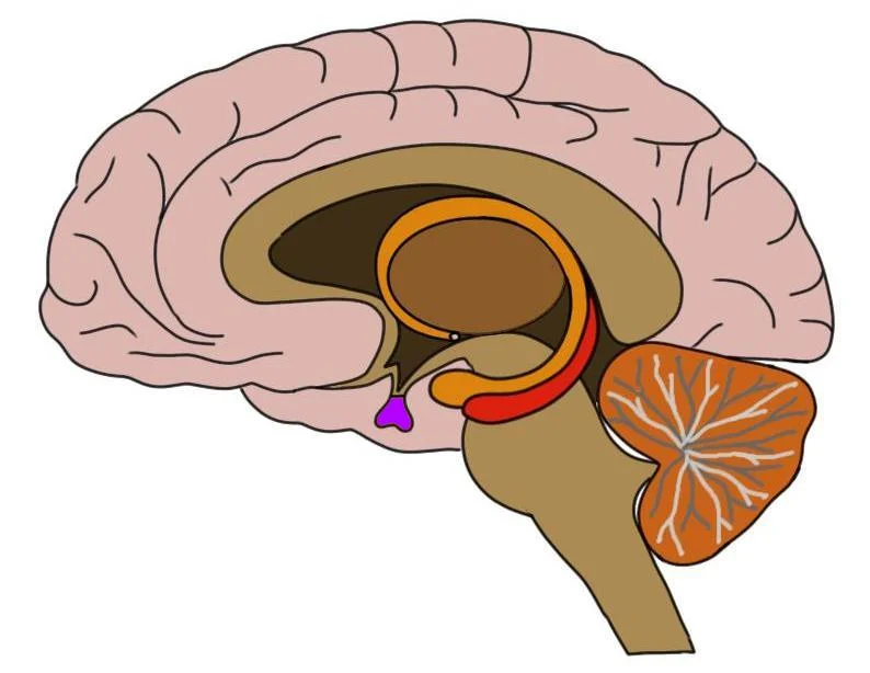 The pituitary gland is colored purple in the image above.