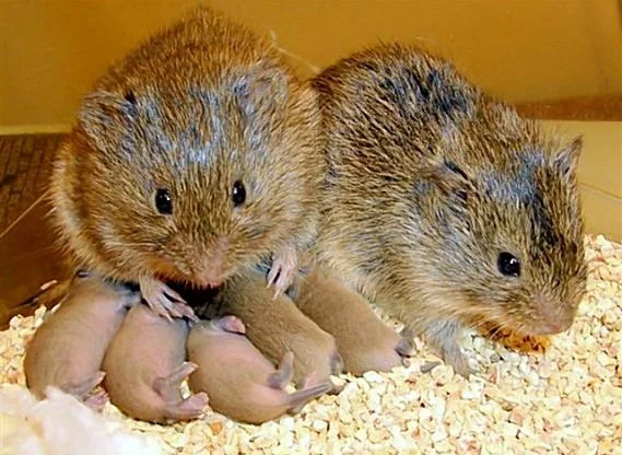 prairie voles. Image courtesy of thenerdpatrol, (prairie voles omsi).
