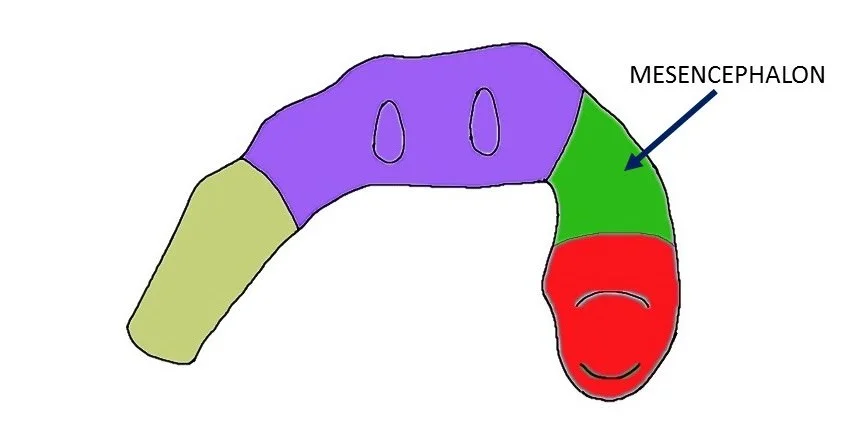 mesencephalon.