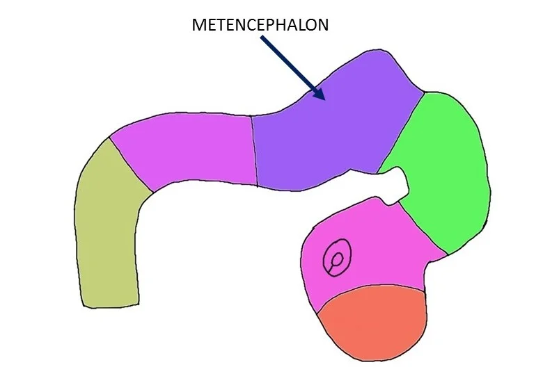 metencephalon.
