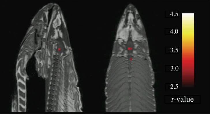 大西洋鲑鱼死亡的功能磁共振成像图像。摘自Bennett等人(2009)。