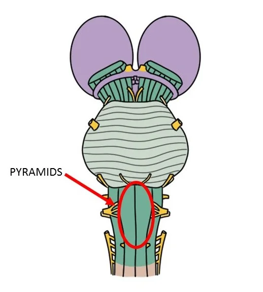 medullary pyramids.