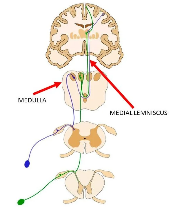 the medial lemniscus is represented by both the blue and green lines.