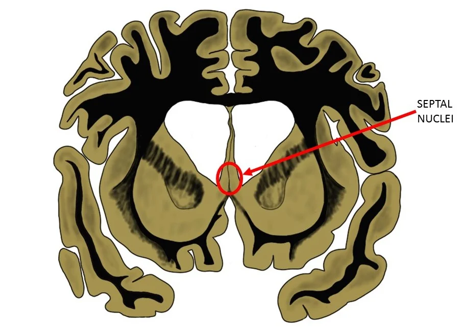 the septal nuclei as seen in a coronal brain slice.