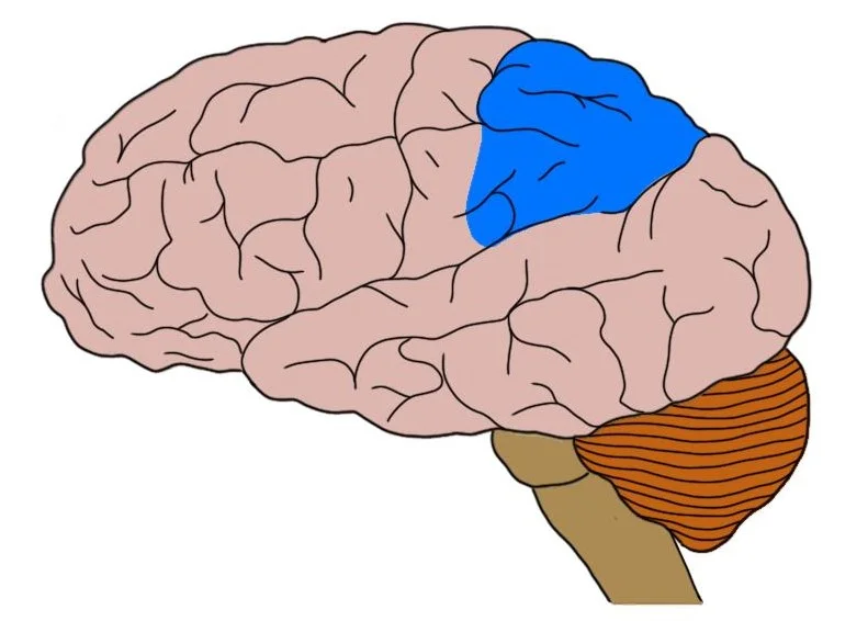 posterior parietal cortex (in blue).