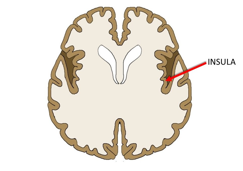 Know Your Brain: Insula — Neuroscientifically Challenged