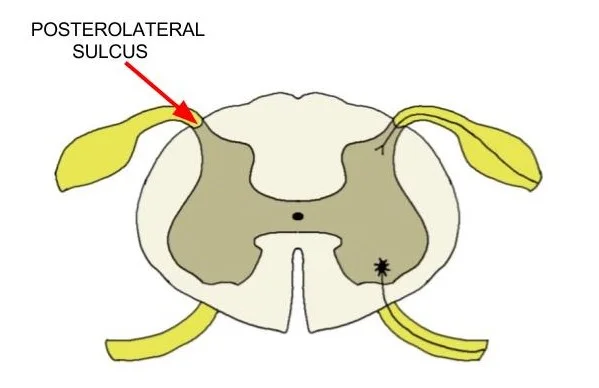 posterolateral sulcus.