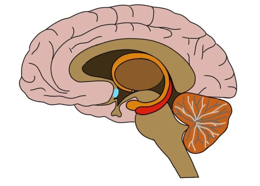 the preoptic area is highlighted in blue.