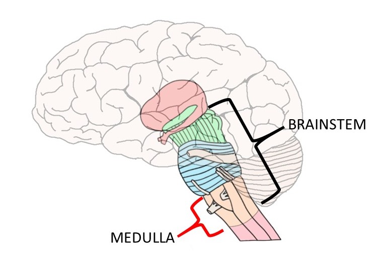 表示延髓，脑干的区域即Legallois发现图像是呼吸必不可少的。