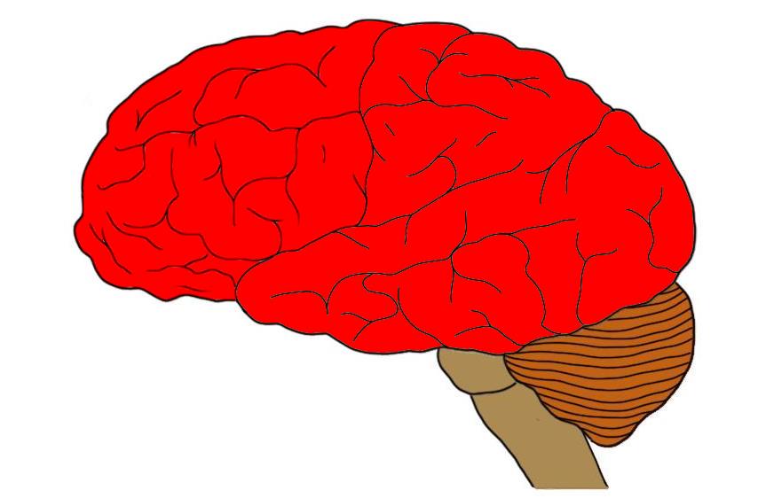 端脑用红色标出。端脑不仅包括大脑皮层(如图所示)，还包括大量的皮层下结构、通路等。