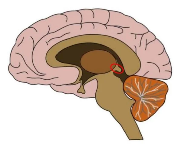 the epithalamus is circled in red.