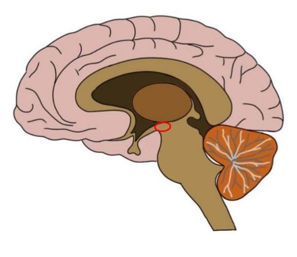 丘脑下部用红色圈出的区域。