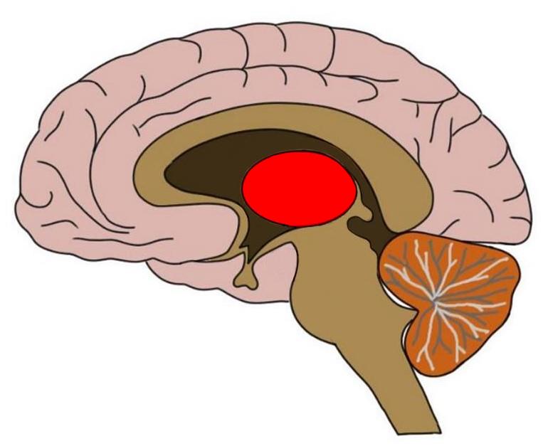 丘脑被染成红色。在一个完整的大脑中有两个这样的结构。它们是对称的，并且彼此并排放置。