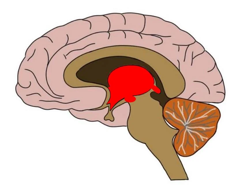 Approximate area of the diencephalon colored in red.