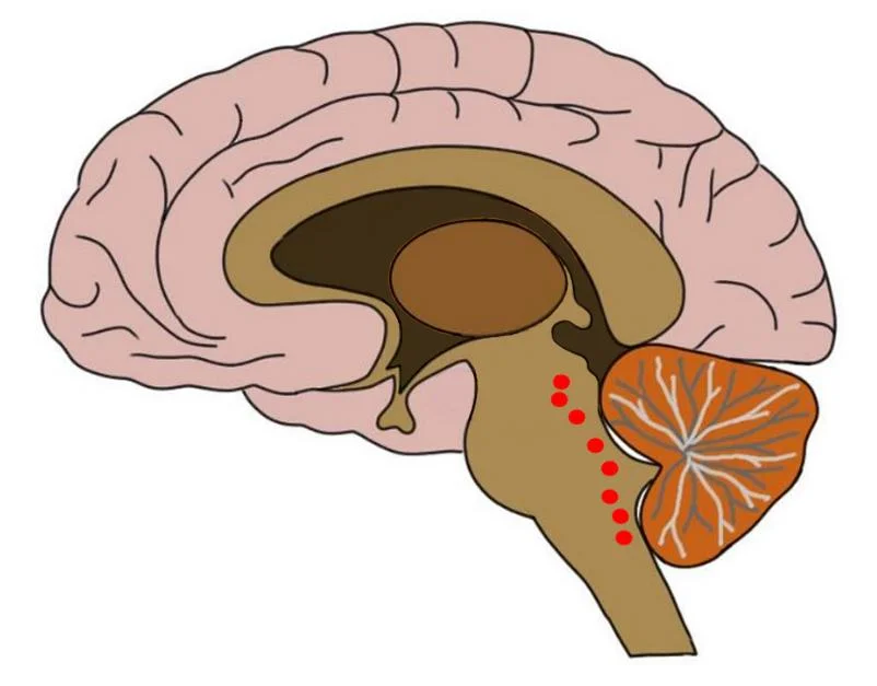 approximate locations of the raphe nuclei represented by red dots.
