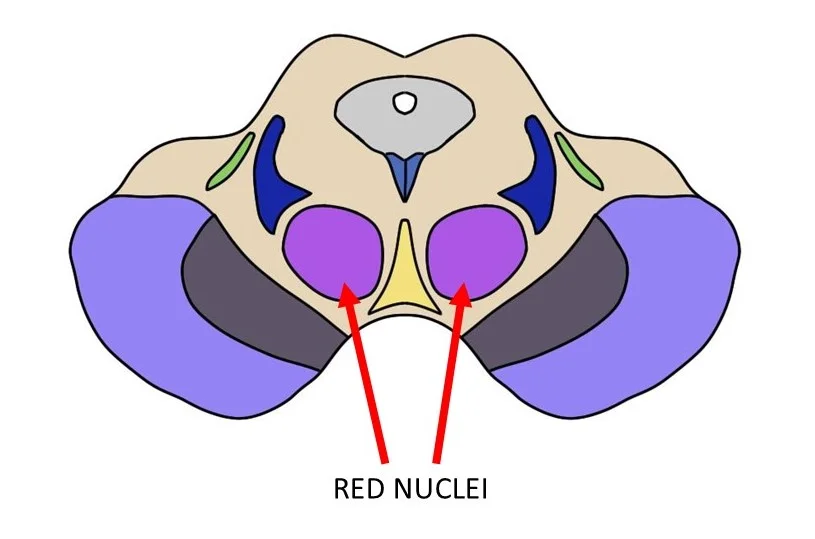 red nucleus.jpg