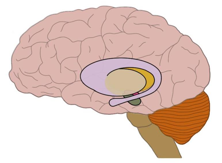 亨廷顿的疾病导致基底神经节（在大脑中间突出显示的结构）导致显着的神经变性。