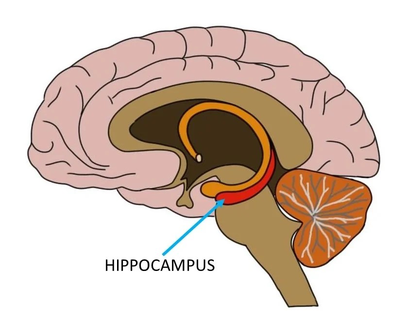 Know Your Brain Hippocampus Neuroscientifically Challenged Know Your Brain Hippocampus Neuroscientifically Challenged