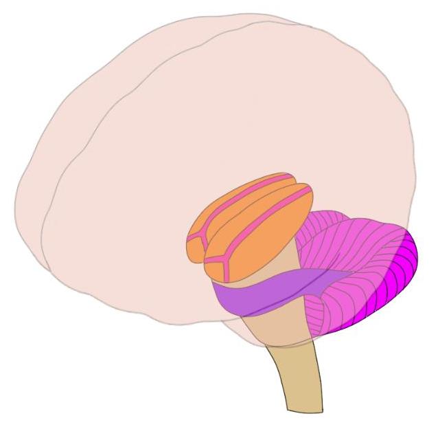丘脑是图像中的橙色，椭圆形结构。它们是致命失眠中最显着的神经变性的部位。