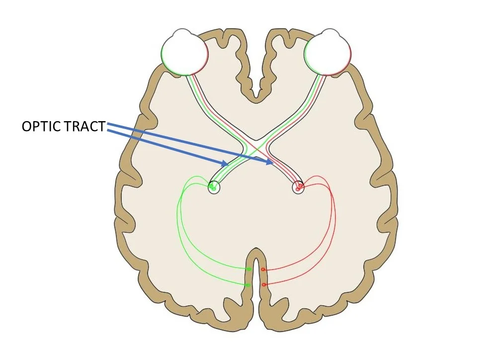 optic tract